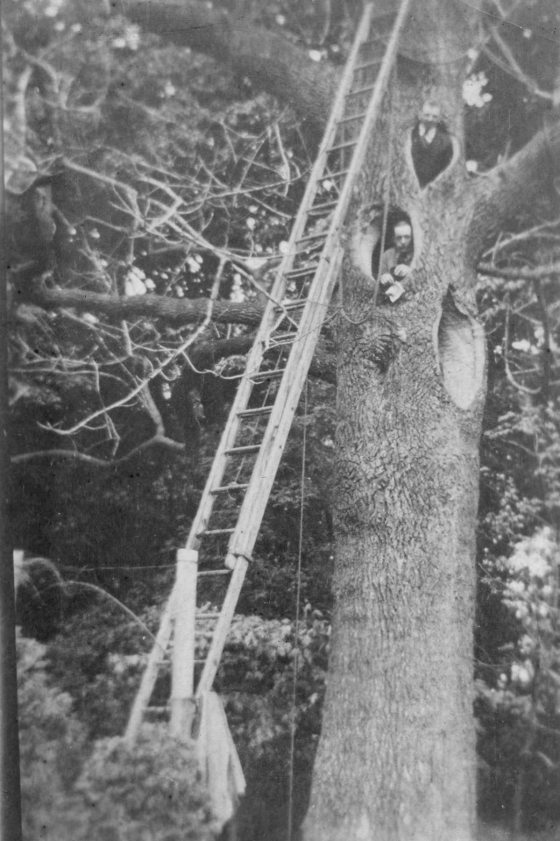 black and white image of ladder and people repairing a tree