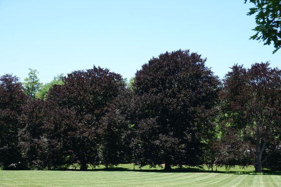 four large trees with dark red leaves 
