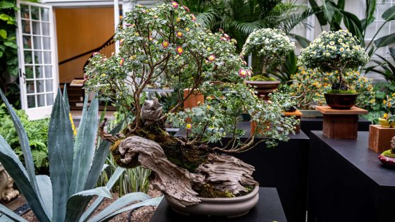 Tiny Flowers, Big Hit: Chrysanthemum Bonsai