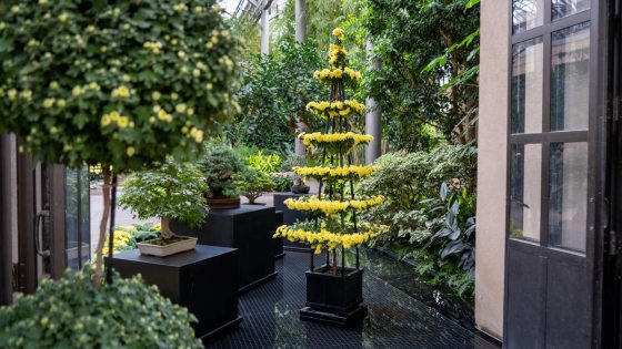 a tower form of mums