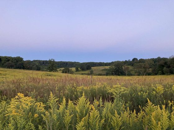 A field of yellow goldenrod backed by hills, trees, and sky at dusk
