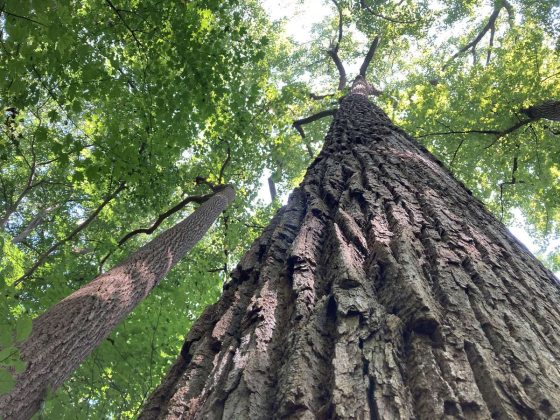 A view into the canopy of tall trees, looking up from the woodland floor.