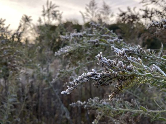 Closeup of seedheads of meadow plants