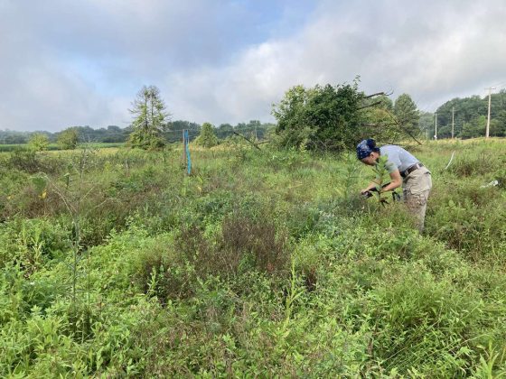 A botanist bends over meadow plants while holding an ipad.