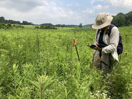 A botanist, protected from the sun and insects by a hat, long pants, and long sleeves, stands knee-high in a field of plants.