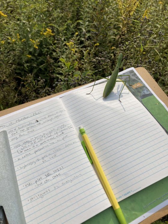 A large green mantis perches on the edge of a field notebook.