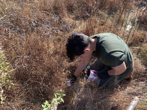 An intern in a dark green t-shirt kneels among dry meadow plants to collect samples in a plastic bag. 