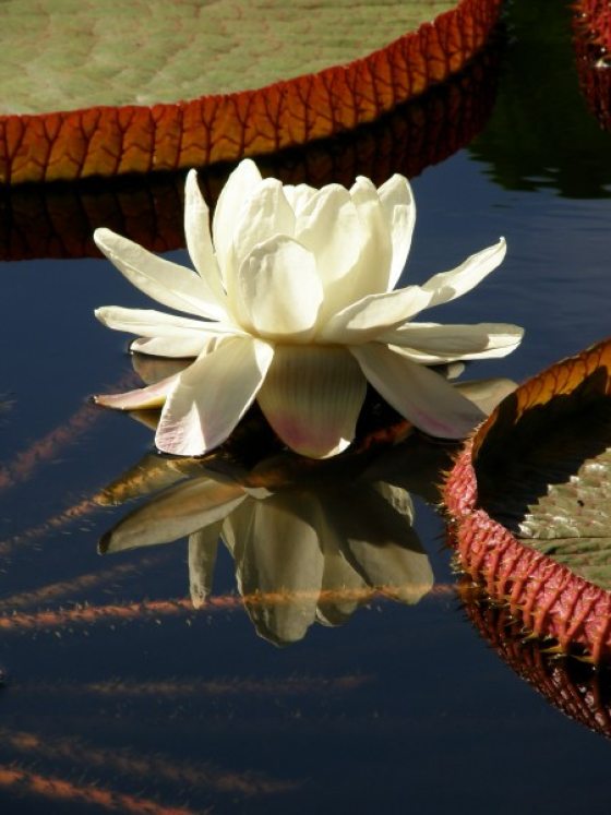 A white water lily sits atop water with lily pads on either side