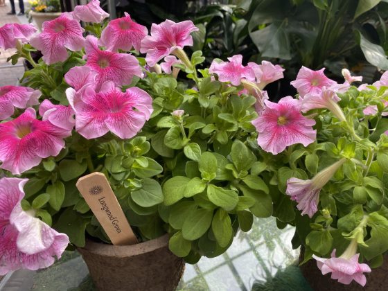 potted pink flowers