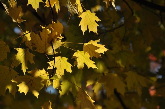 yellow leaves on a tree during fall
