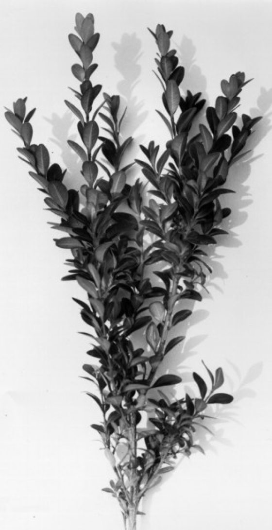 Black and white photo of long leafy plant cuttings
