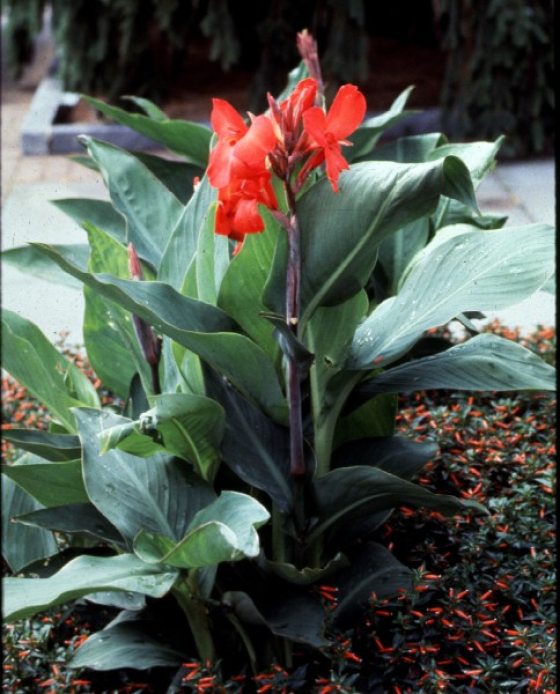 Red canna with green leaves in a flower bed