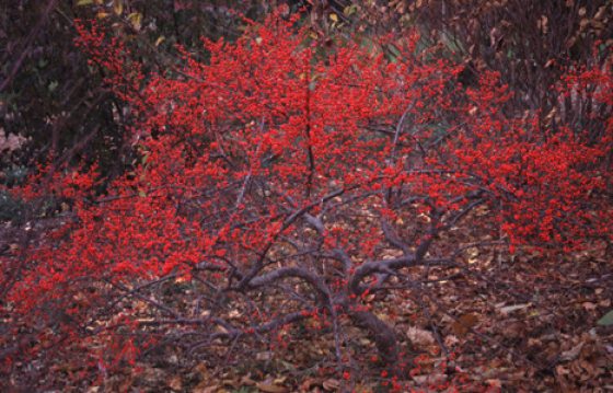 Many small red circular berry-like plants on a leafless bush