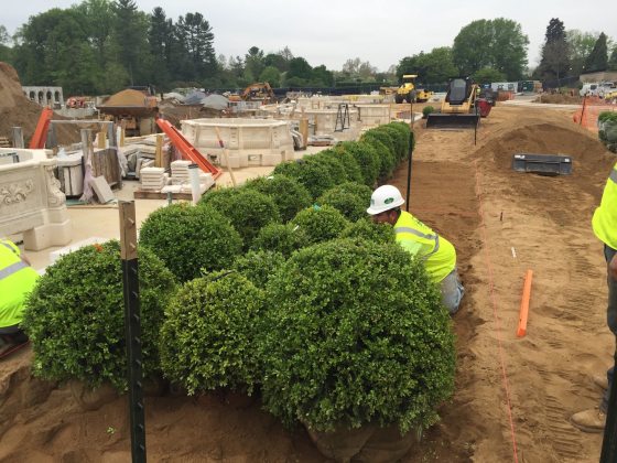 person installing boxwood plants alongside the construction for the new Main Fountain Garden