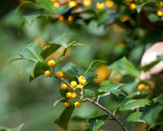 Small yellow circular plant with green leaves on a small branch