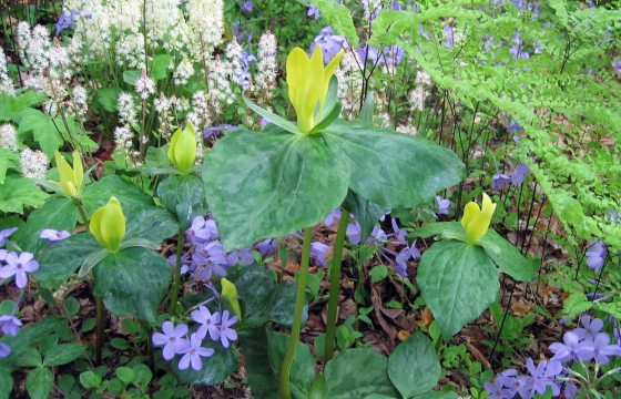 A light lime green colored trillium luteum plant surrounded by small white and purple flowers