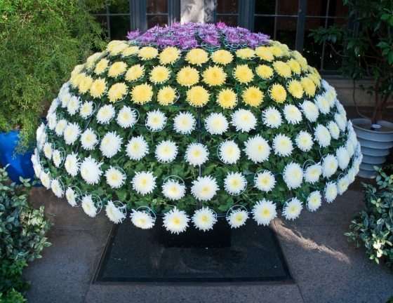 tri-color dome of chrysanthemums