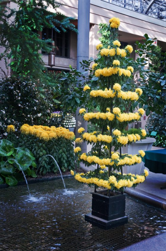 yellow chrysanthemums shaped in a pagoda