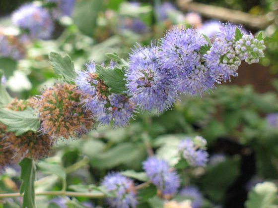 Little fuzzy purple plant on a branch