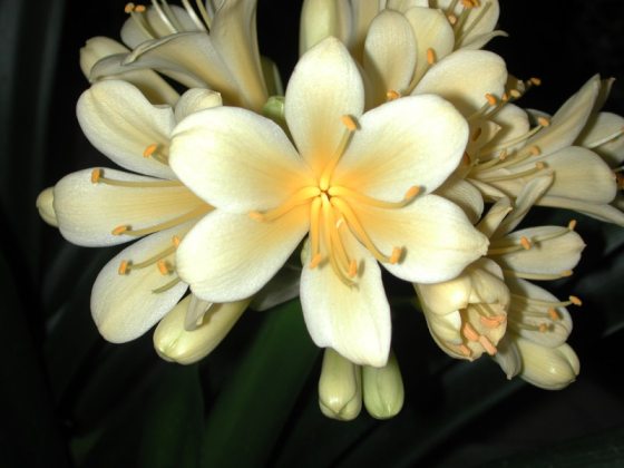 Light yellow clivia plant