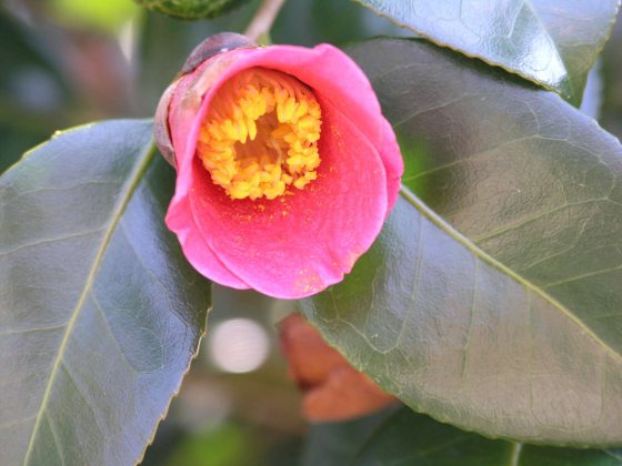 close up image of a camellia japonica in bloom that has a yellow center and cupped pink flower petals surrounding