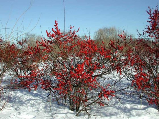 Small red berry-like plants on a leafless bush surrounded by snow