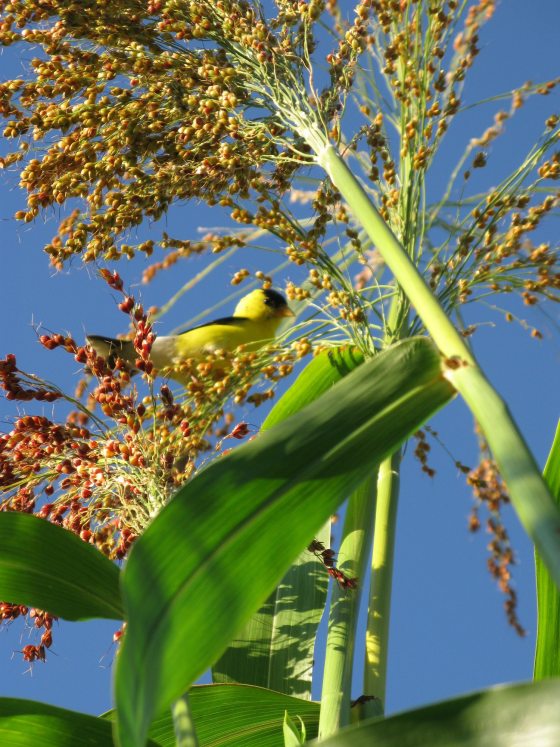 Broom born plant with a yellow bird perched on a nearby leaf