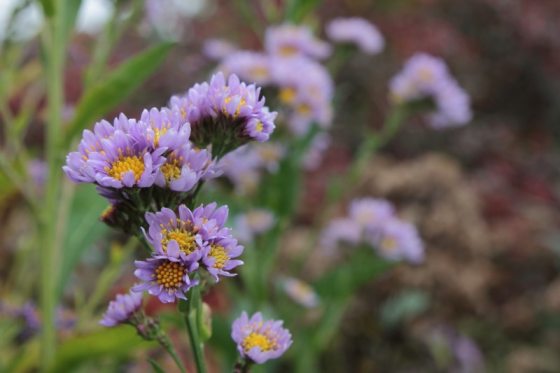 Small purple flower bloom