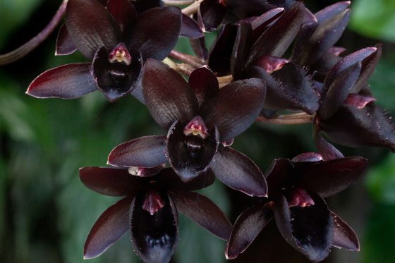 A cluster of black orchid blooms 