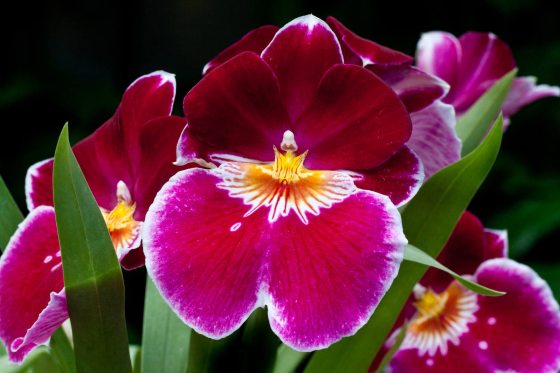 Pink and white Miltoniopsis orchid among green leaves