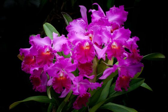 A small cluster of vibrant purple orchid flowers 