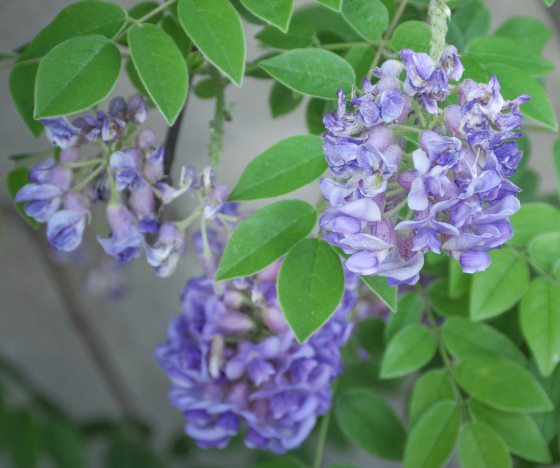 Three small bunches of purple flowers hang surrounded by green leaves