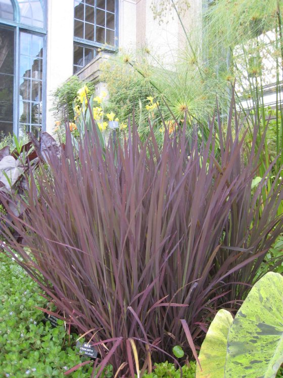 an image of a dark purple Black Madress grass plant