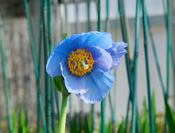 front of a blue poppy in bloom with green foliage in the background