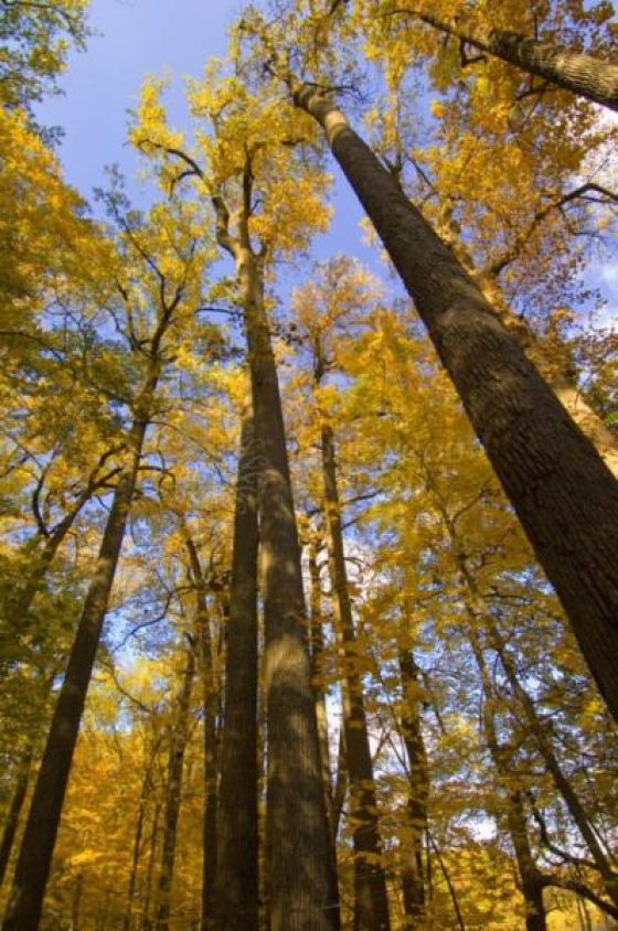 numerous yellow tulip trees in Longwood's Forest Walk