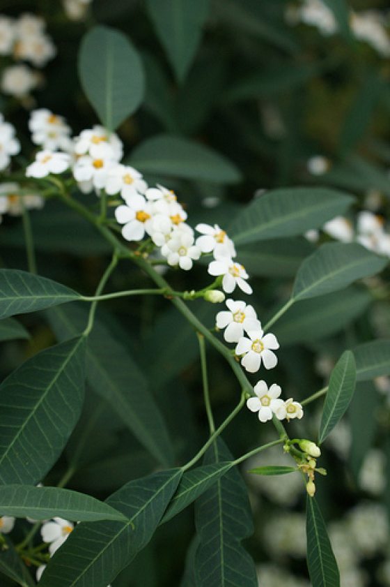 close up image of small white flowers of a euphorbia fulgen