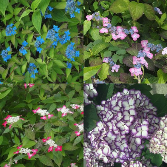 Collage of four images showing different types of hydrangea flowers including blue, pink, white, and purple
