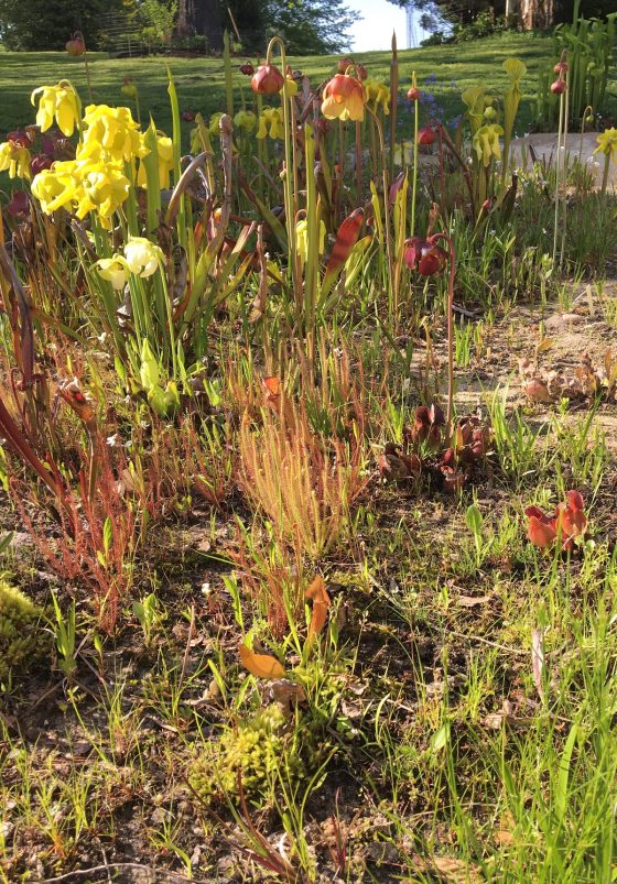 Carnivorous Plant Basics And DIY Bog Gardens Tickets, Sat