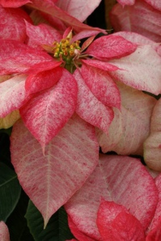 closse up of washed out pink and hot pink colored poinsettias