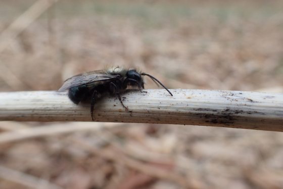 closeup of mason bee, showing black and tan fuzzy body, legs, antennae, large compound eye, and transparent wings, clinging to a pale stem