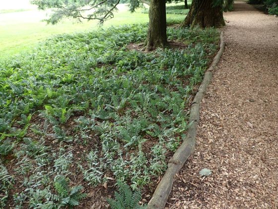 wood-chip path edged by logs, through ferns and trees