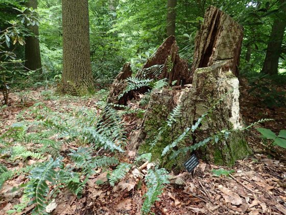 green Christmas ferns grow in and around a moss-covered stump in a woodland setting