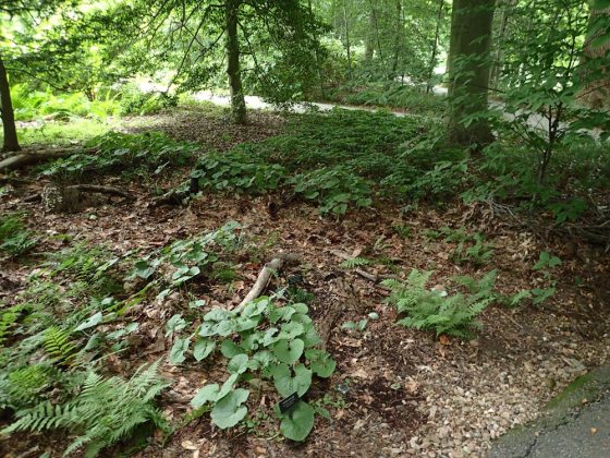 green foliage of woodland understory plants amid trunks of trees along a winding path