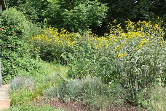 A natural garden dominated by tall yellow flowers with grasses in the foreground and shrubs in the background