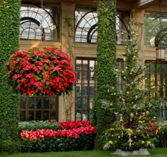 hot pink poinsettia basket hanging from the ceiling at Longwood Gardens