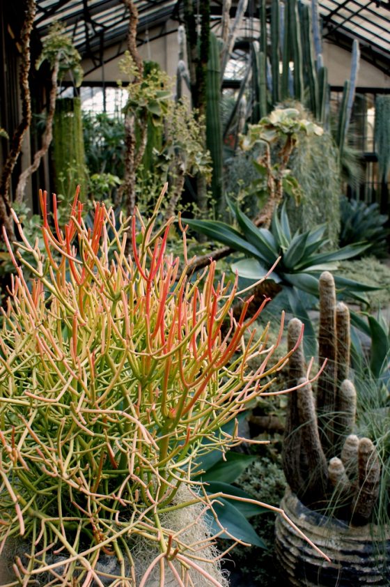 yellow, green, and orange colored Euphorbia tirucalli in the Silver Garden of Longwood Gardens