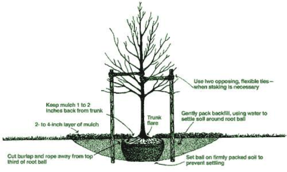 Tree Selection And Planting In Your Home Garden | Longwood Gardens