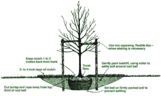 a sketch diagram of how to plant a tree properly