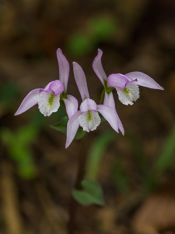 close up of a light pink three birds orchid