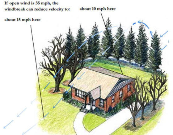 a sketch of using trees as a wind breaker surrounding a house